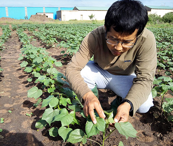 海企纺织（坦桑尼亚）有限公司厂区里的棉花种植试验